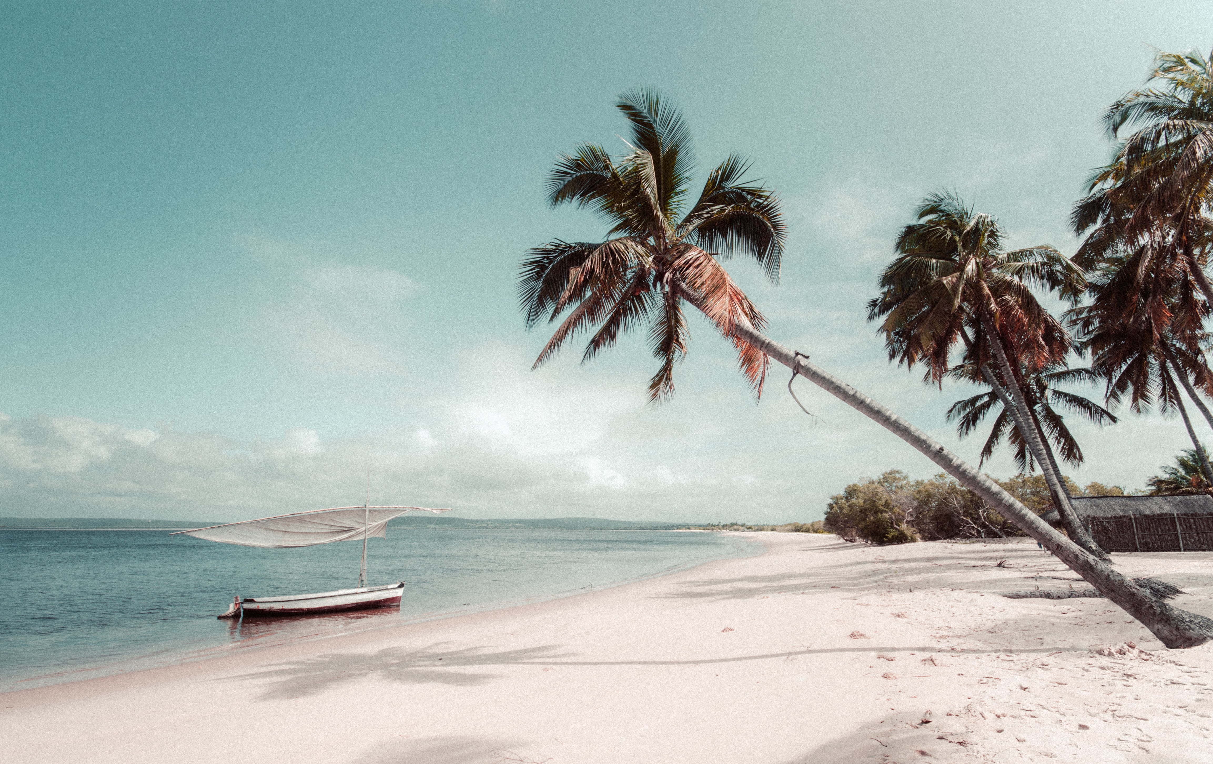 dhow boat on calm sea with a palm tree hanging over the beach