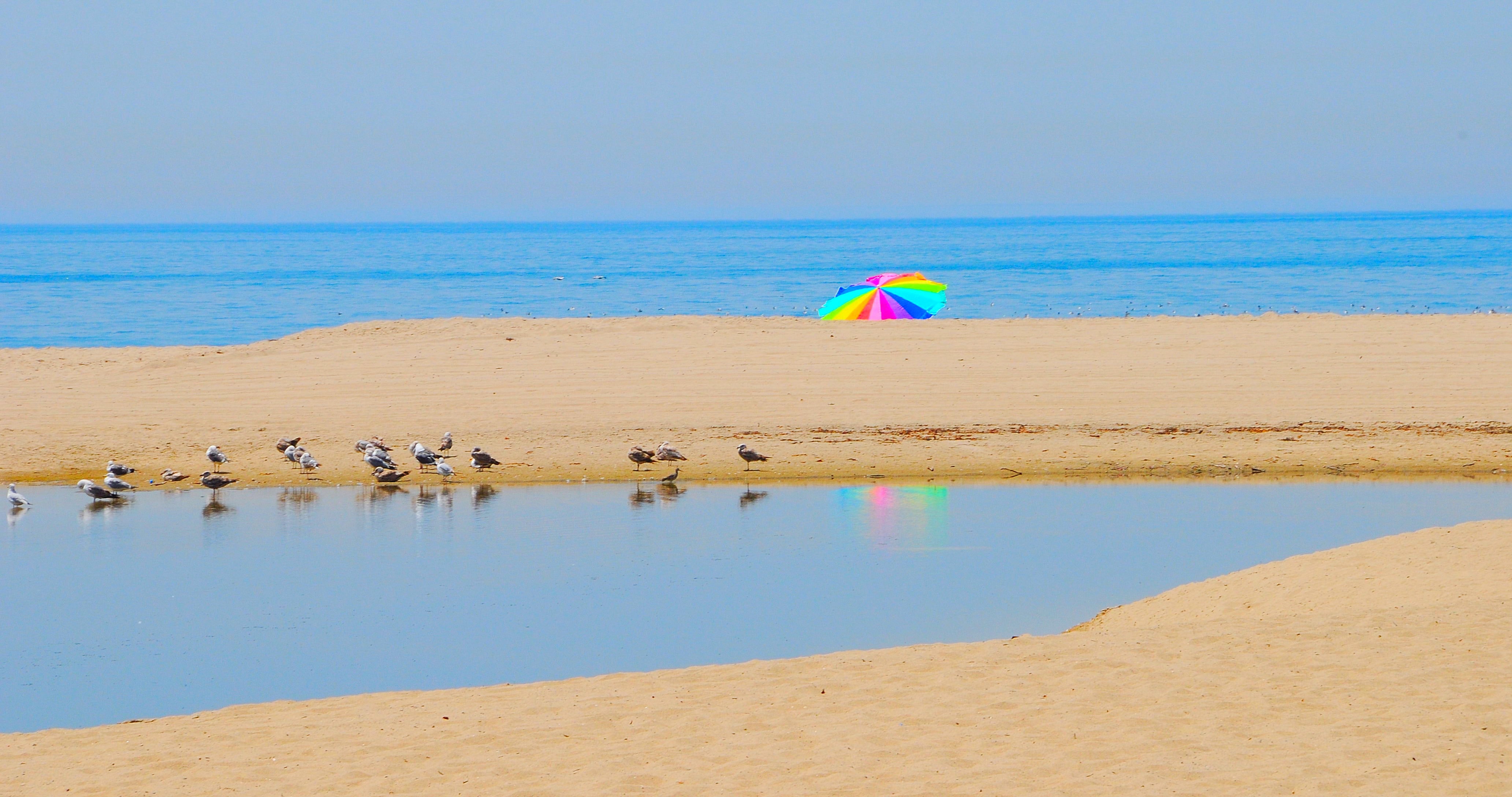 colourful umbrella and birds on the beach