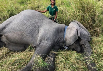 File photo:  Dominique Gonçalves during an elephant collaring operation at Gorongosa National Park, Mozambique. [Credit: Gorongosa National Park]