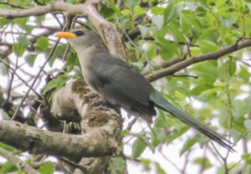 Green Coucal