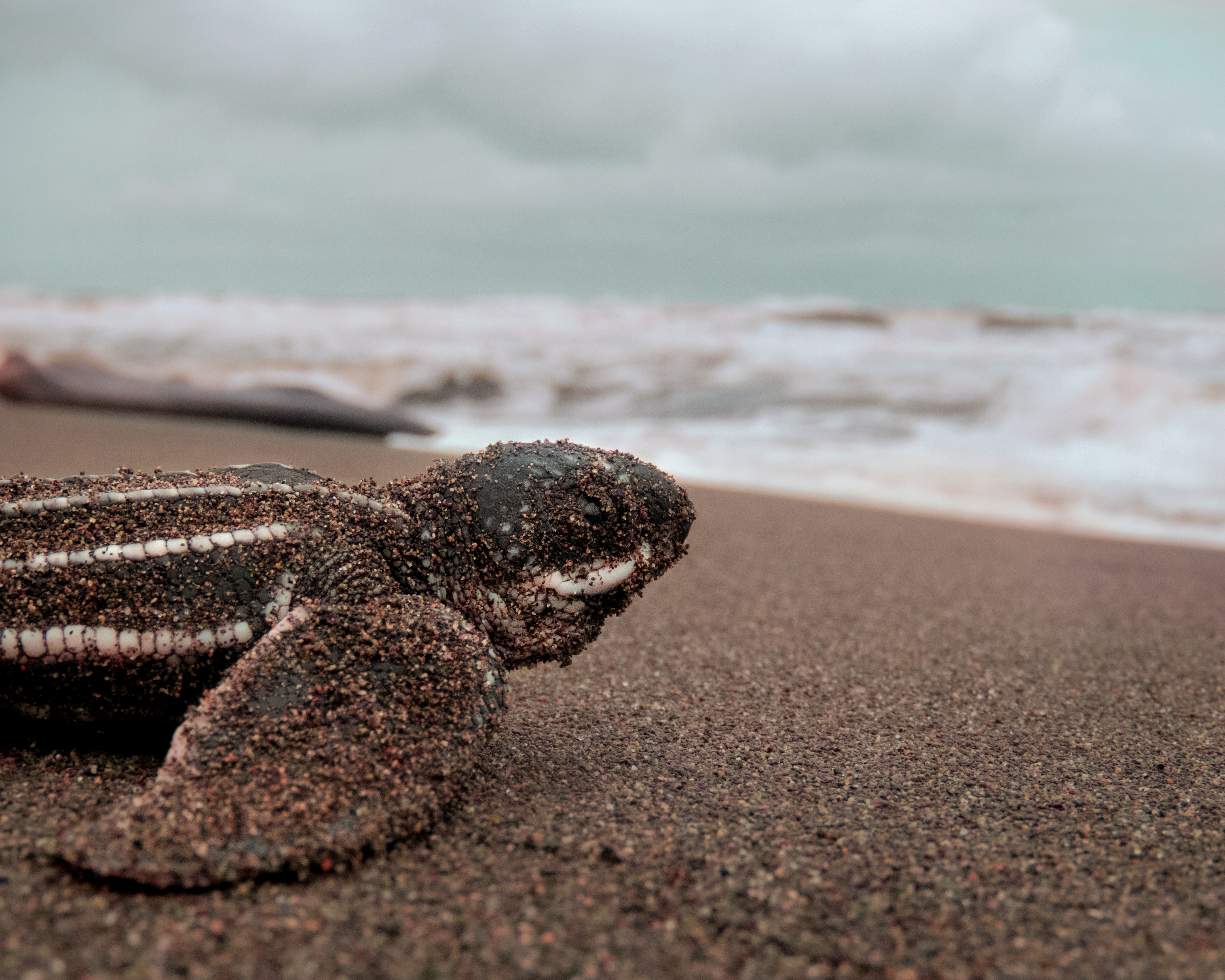 Leatherback Hatchling