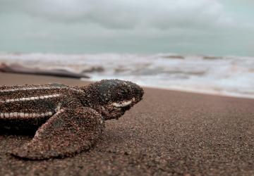 Leatherback Hatchling