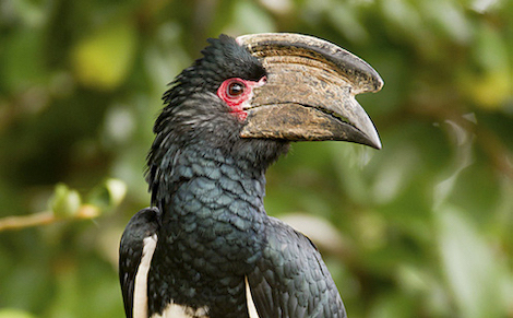 Trumpeter Hornbill