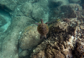 Olive Ridley Turtle