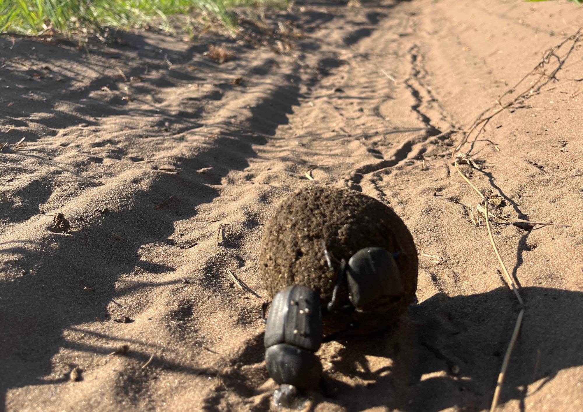 4x4 car on sand road with dung beetle behind it